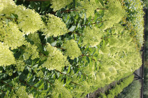 Bild von Hydrangea